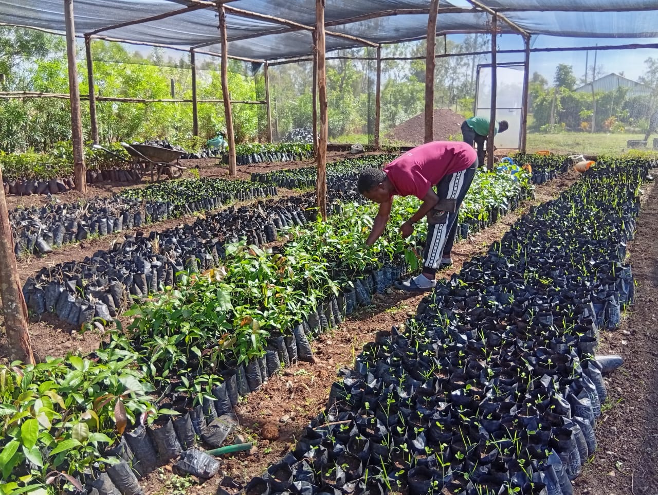 Farmer working in a lush green field