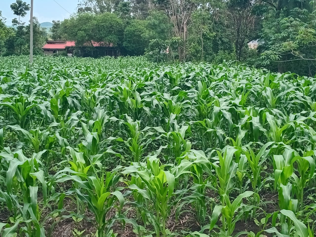 Hands holding rich, dark compost soil
